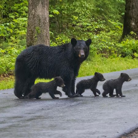 Time To Cuddle, Wifi, Near Pigeon Forge, 1089 Free Tickets Each Paid Day, Dollywood And More Buitenkant foto