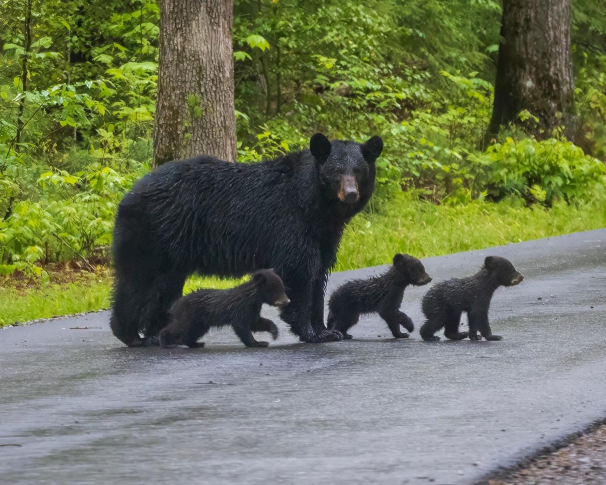 Time To Cuddle, Wifi, Near Pigeon Forge, 1089 Free Tickets Each Paid Day, Dollywood And More Buitenkant foto